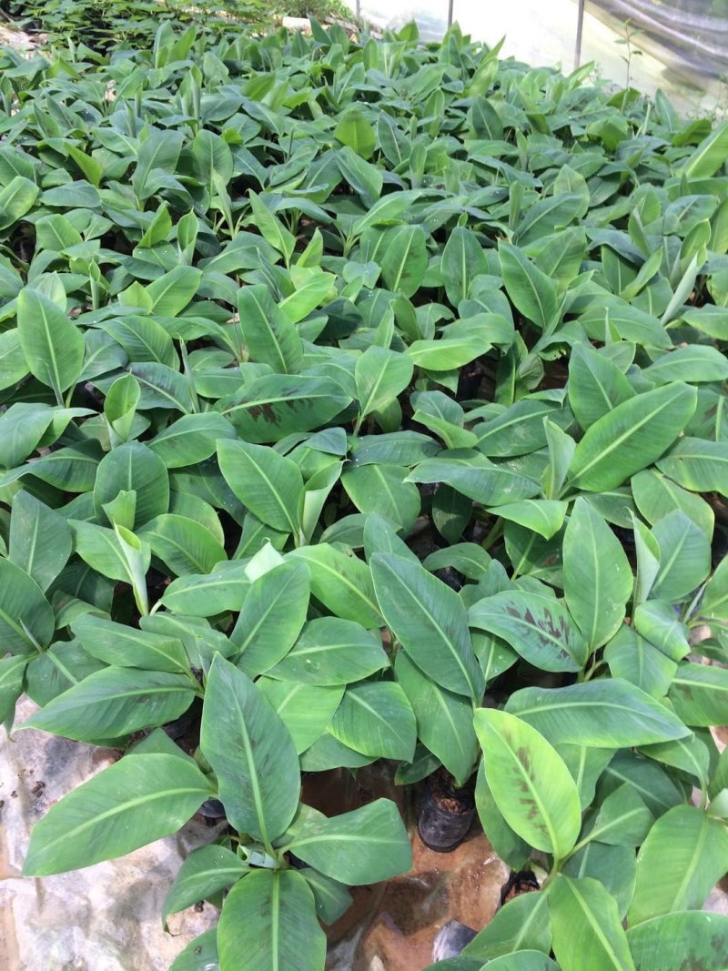 复绿香蕉香蕉苗巴西香蕉无菌催芽农科院种苗