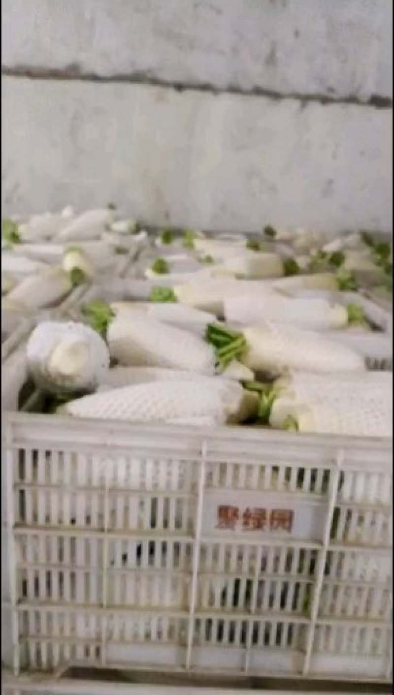 白罗卜