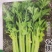 西芹60cm以上