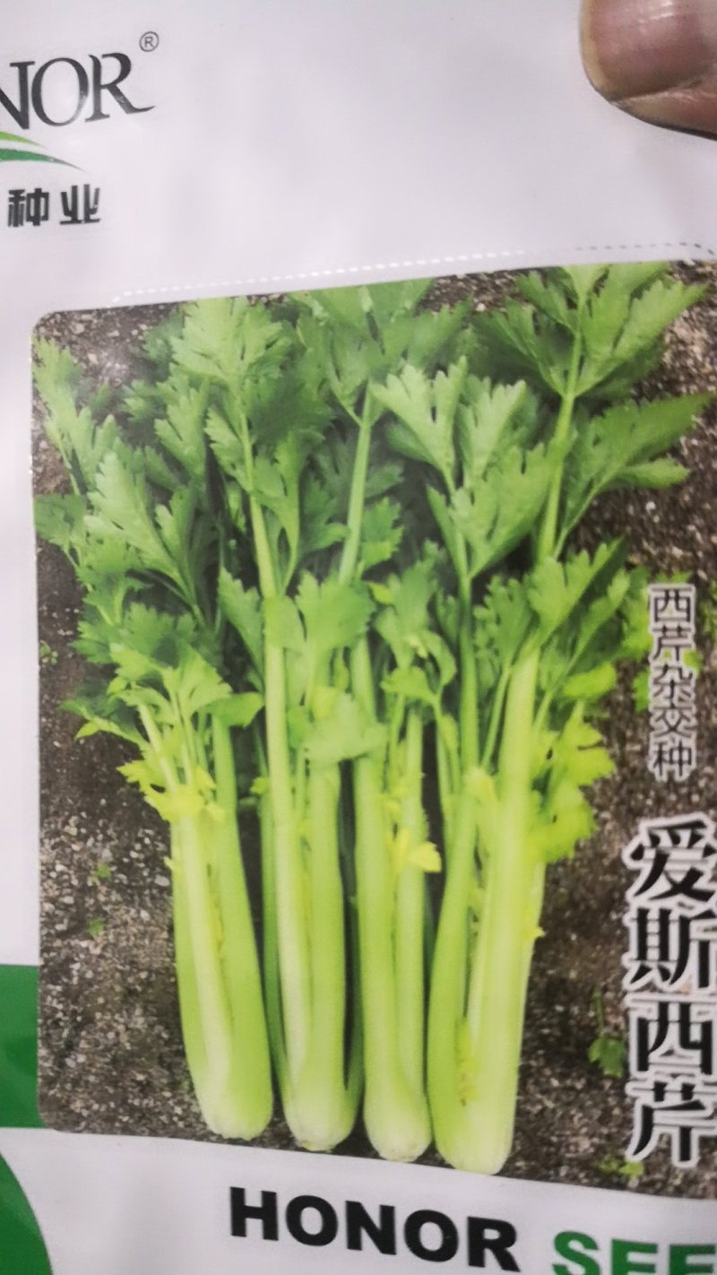 西芹60cm以上