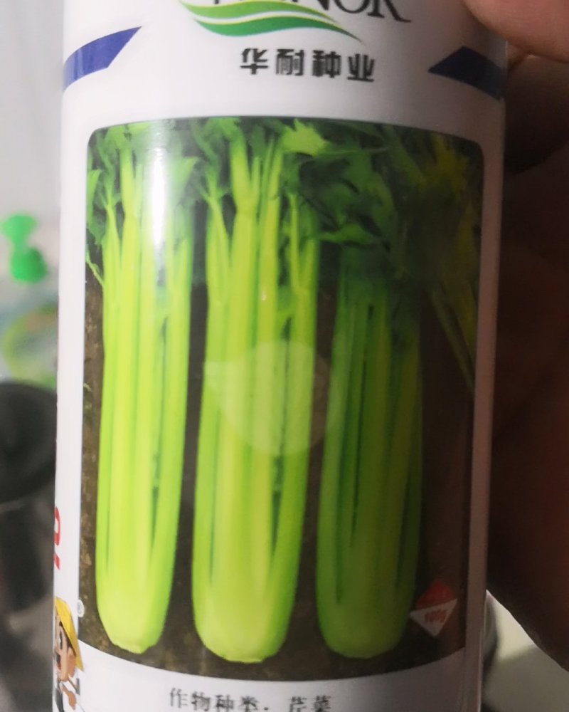 西芹60cm以上