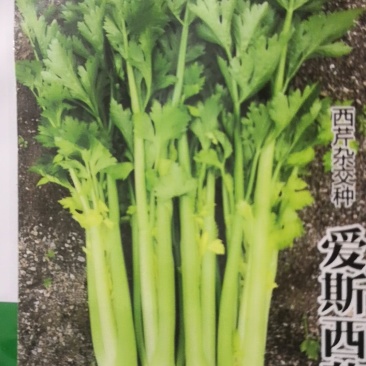 西芹60cm以上