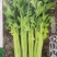 西芹60cm以上