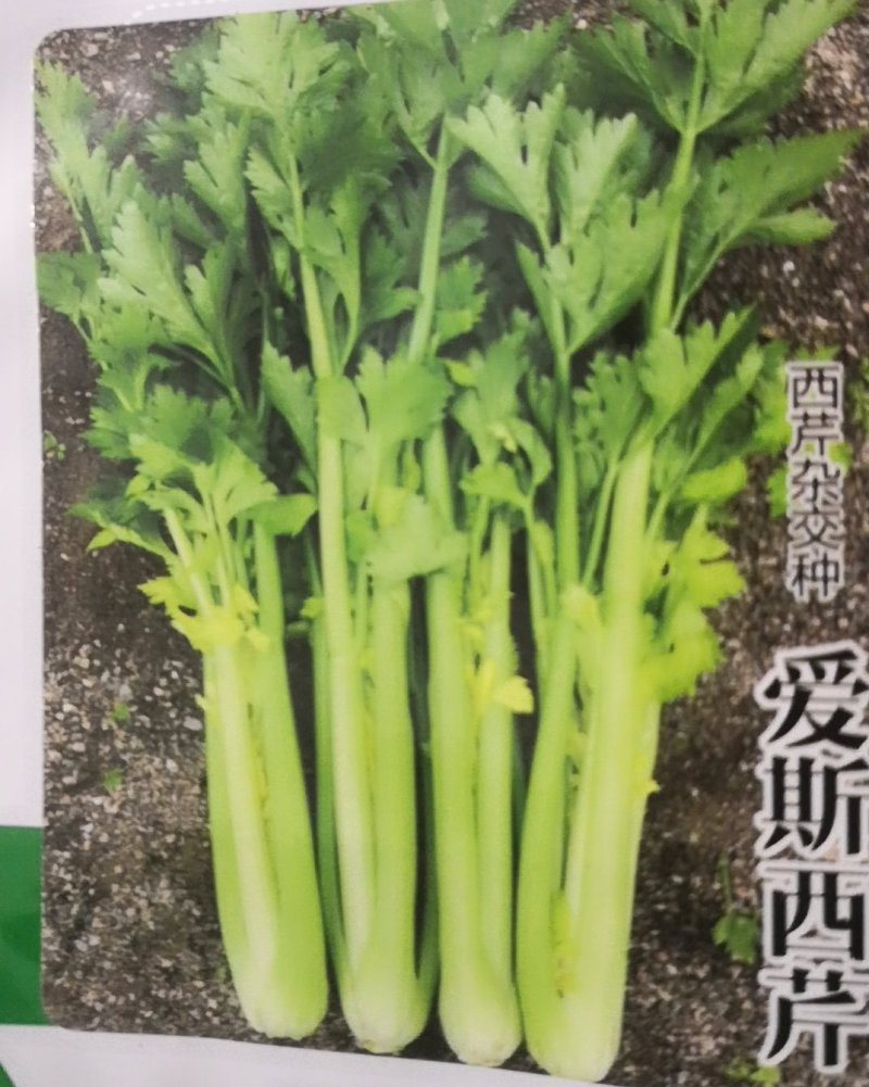 西芹60cm以上