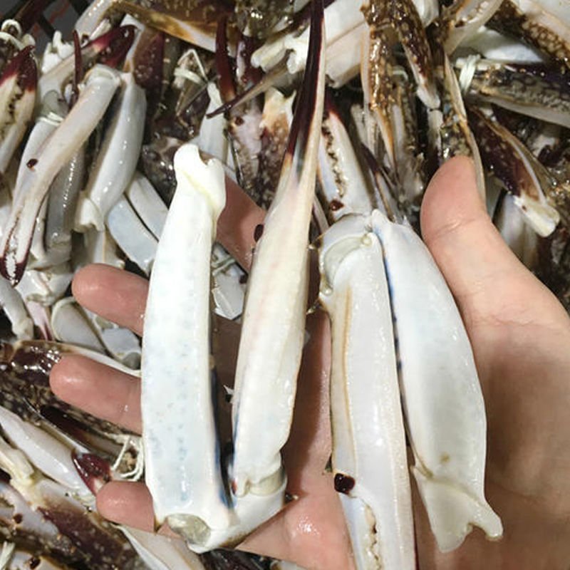 蟹钳梭子蟹钳醉蟹钳鲜活梭子蟹蟹钳大号梭子蟹钳飞蟹螃蟹