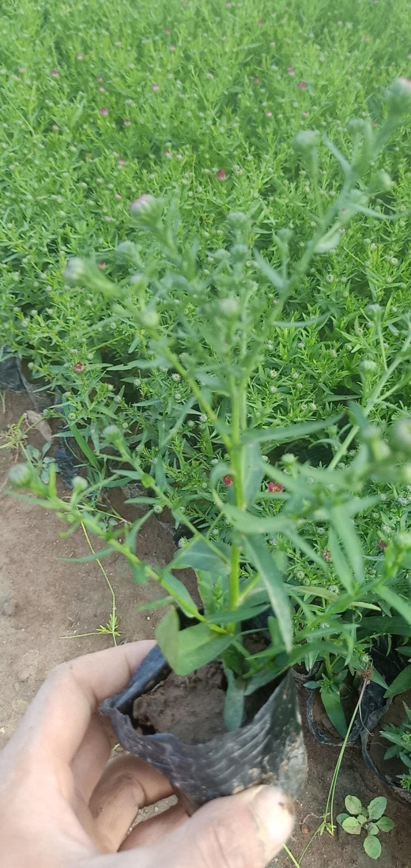 荷兰菊一手货源基地直供量大从优技术支持