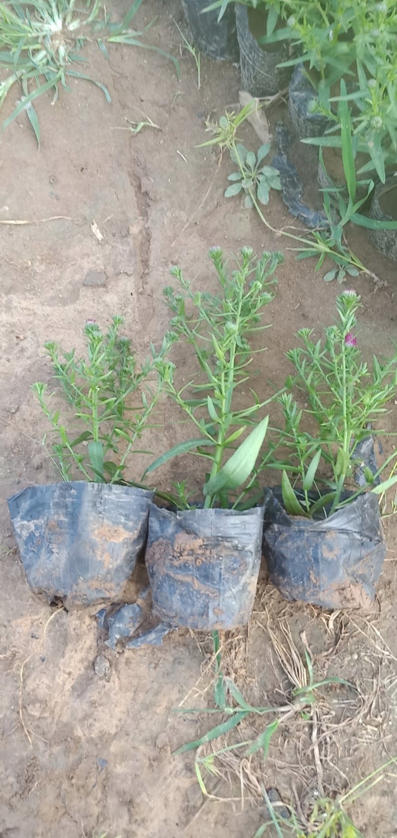 荷兰菊一手货源基地直供量大从优技术支持