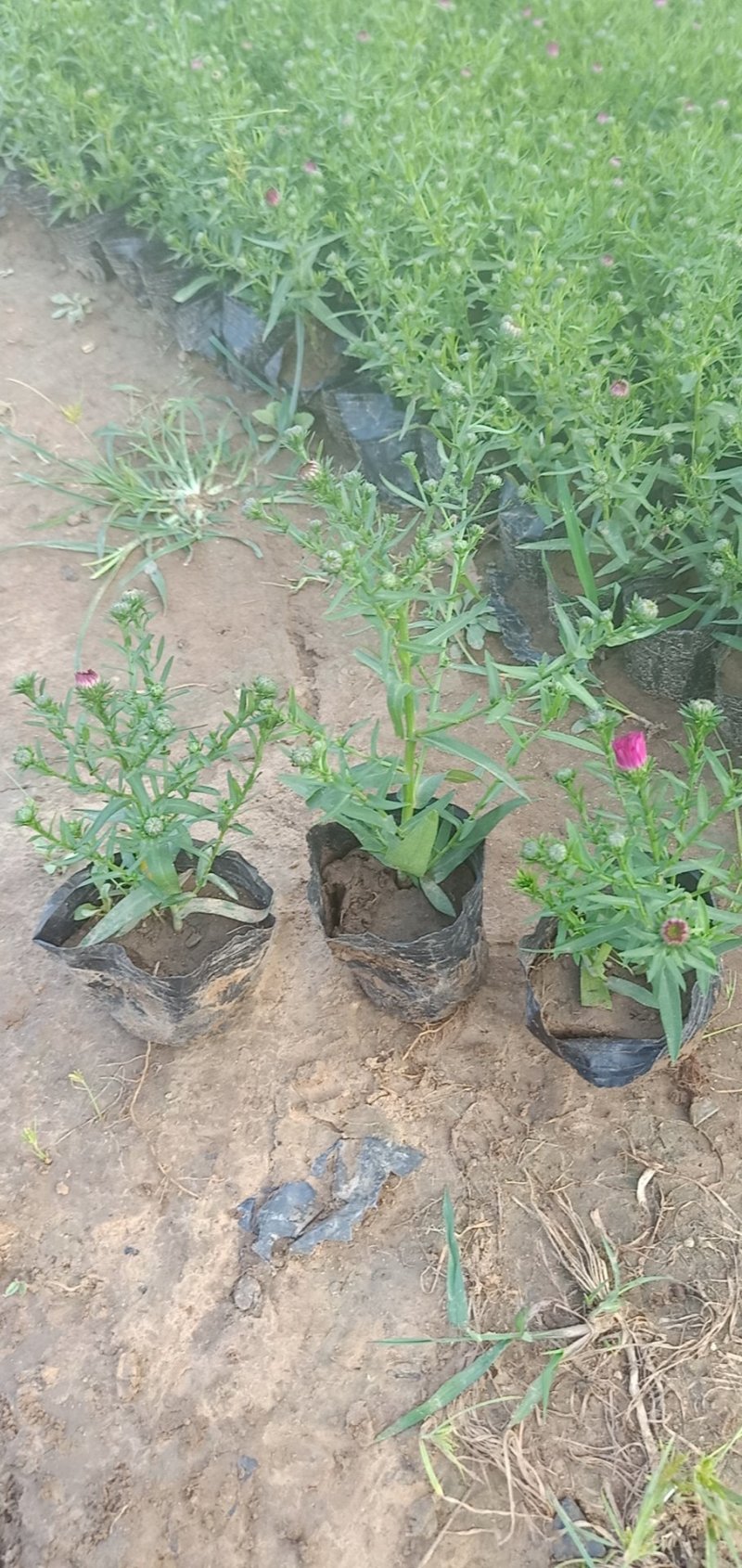 荷兰菊一手货源基地直供量大从优技术支持