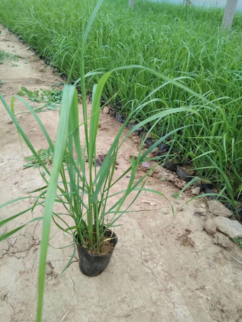 多年生宿根植物紫穗狼尾草，小兔子狼尾草，基地直供量大从优