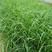 多年生宿根植物紫穗狼尾草，小兔子狼尾草，基地直供量大从优