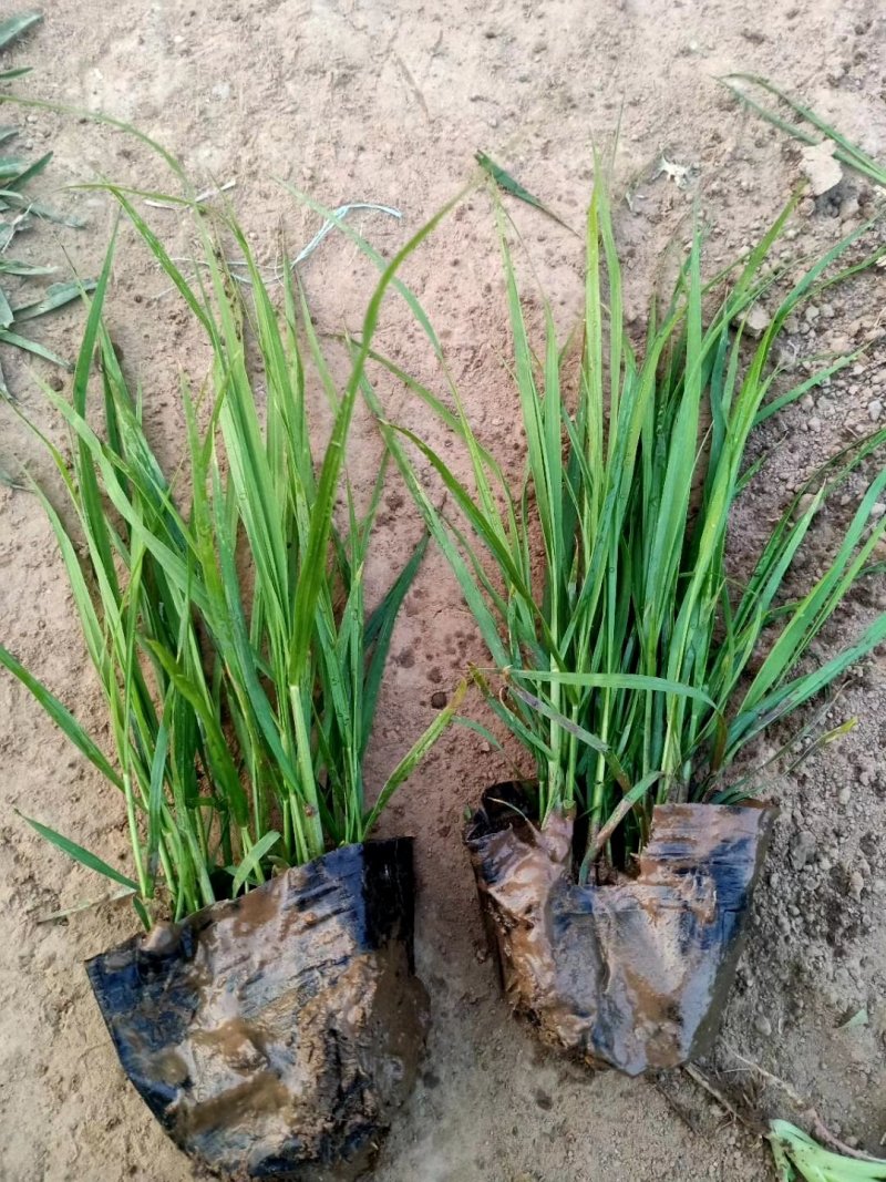 多年生宿根植物紫穗狼尾草，小兔子狼尾草，基地直供量大从优