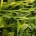 龙薯九红薯苗、脱毒原种、龙薯九地瓜苗、大田苗龙薯九
