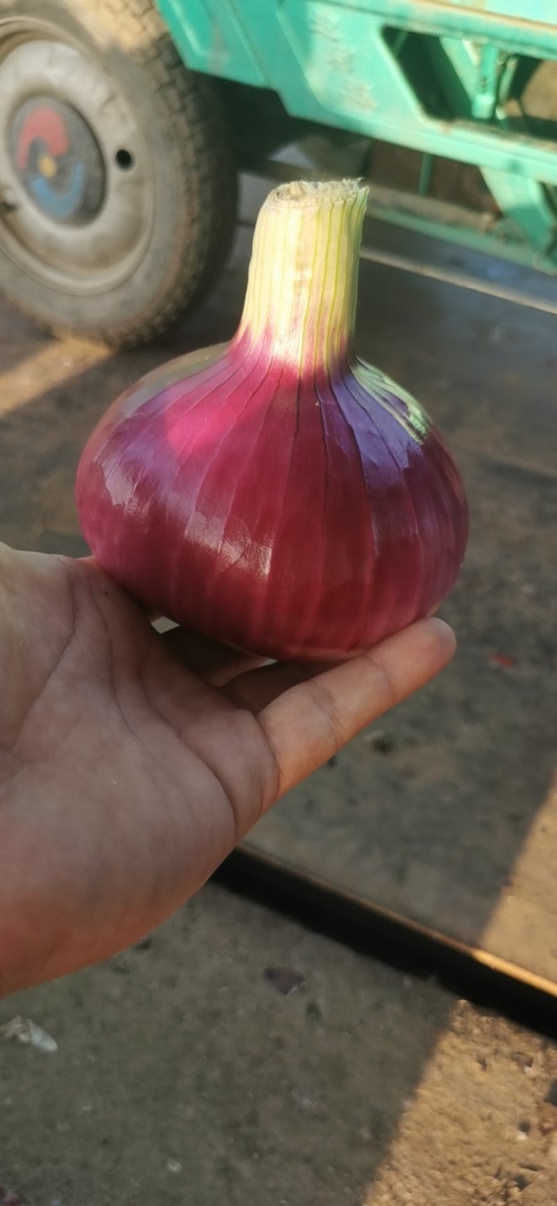 山东洋葱紫皮洋葱八公分以上质量有保证长年有货