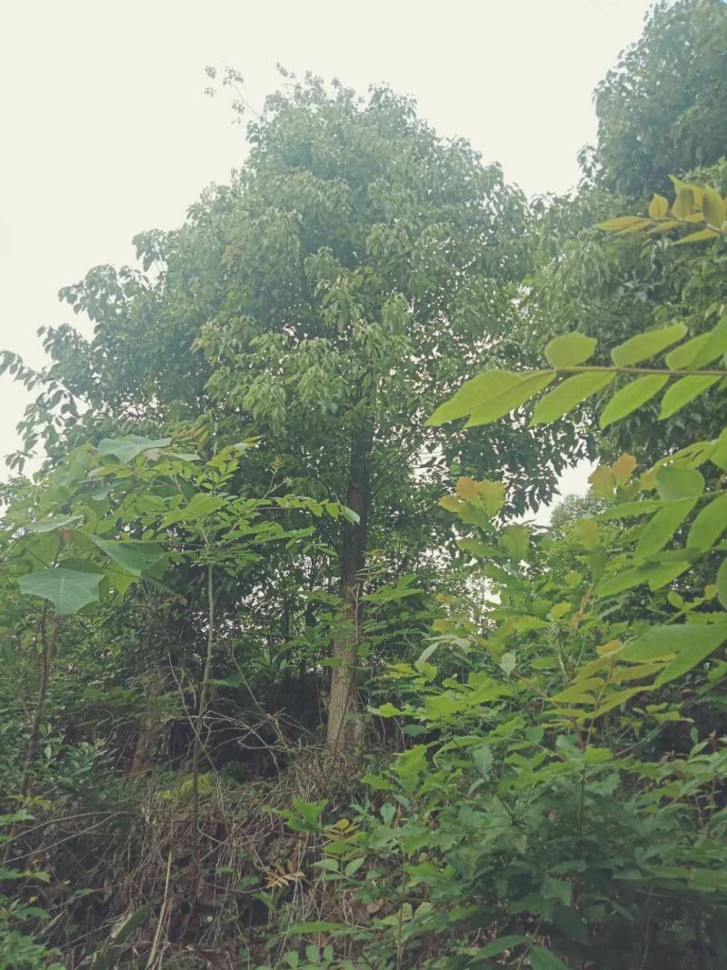 香樟熟货，断根香樟，原冠香樟大量有货，树形优美