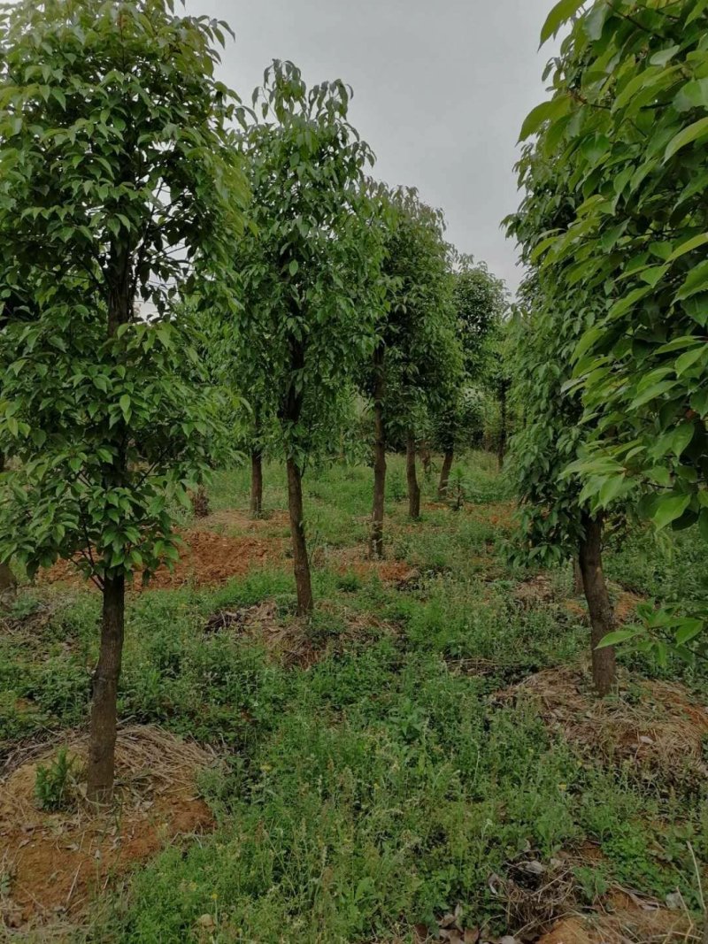 香樟熟货，断根香樟，原冠香樟大量有货，树形优美