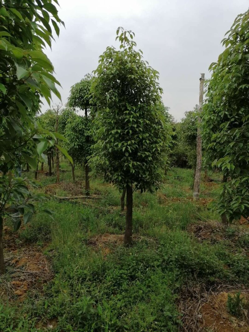 香樟熟货，断根香樟，原冠香樟大量有货，树形优美