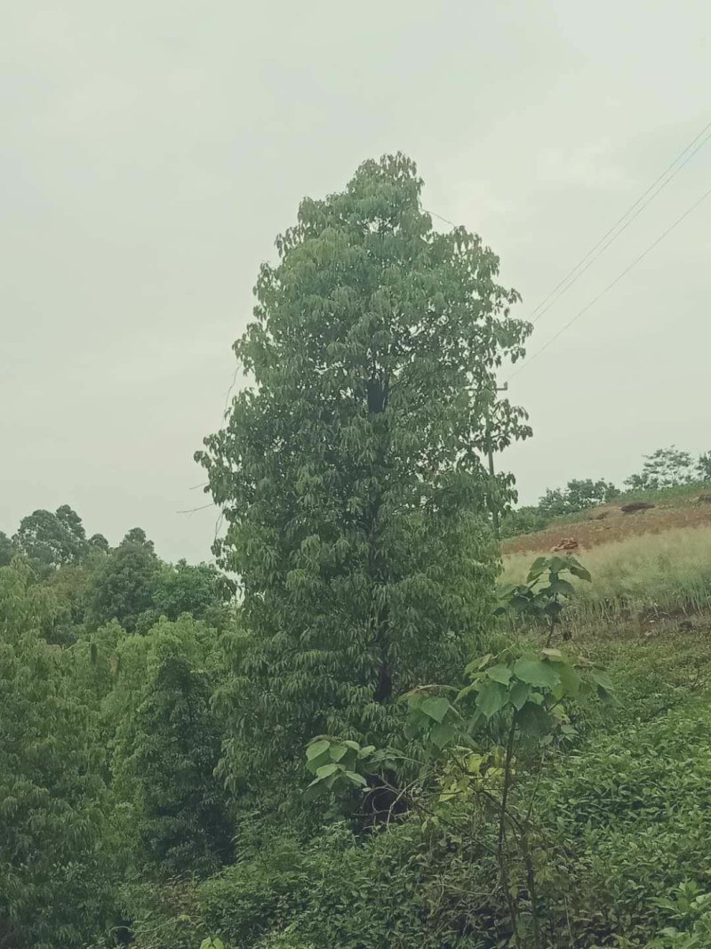 香樟熟货，断根香樟，原冠香樟大量有货，树形优美