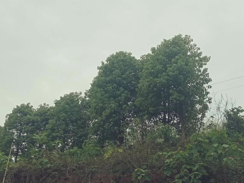 香樟熟货，断根香樟，原冠香樟大量有货，树形优美