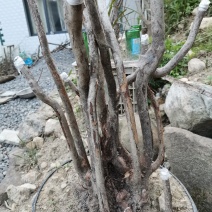 映山红