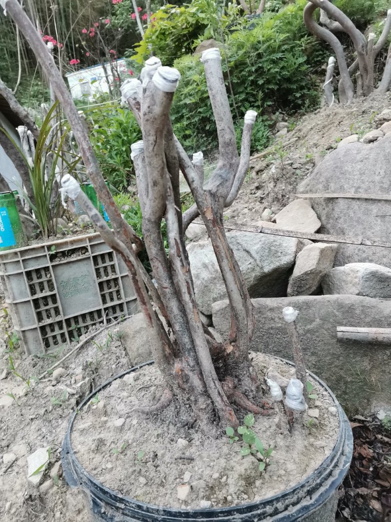 映山红