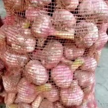 河南开封祥符区大蒜已经九成干，欢迎采购