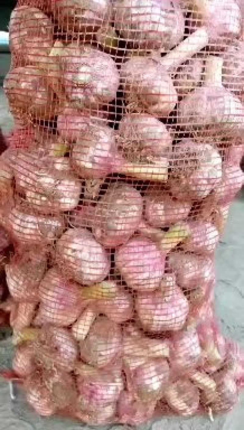 河南开封祥符区大蒜已经九成干，欢迎采购