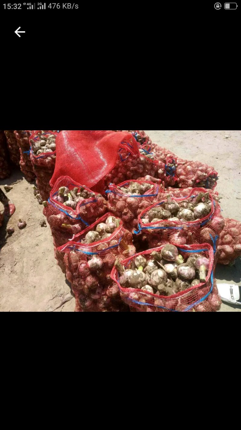 河南开封祥符区大蒜已经九成干，欢迎采购
