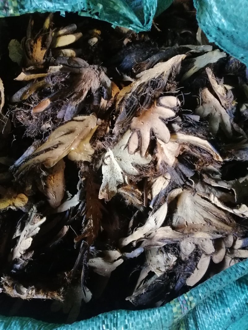 贯众