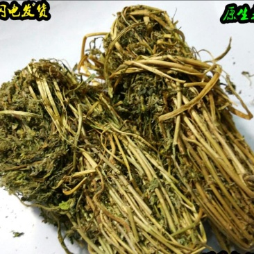 丹凤特产食用香苜蓿基地干货直供
