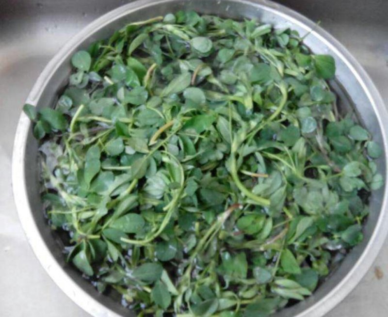 丹凤特产食用香苜蓿基地干货直供