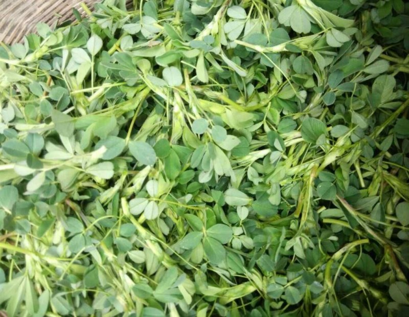 丹凤特产食用香苜蓿基地干货直供