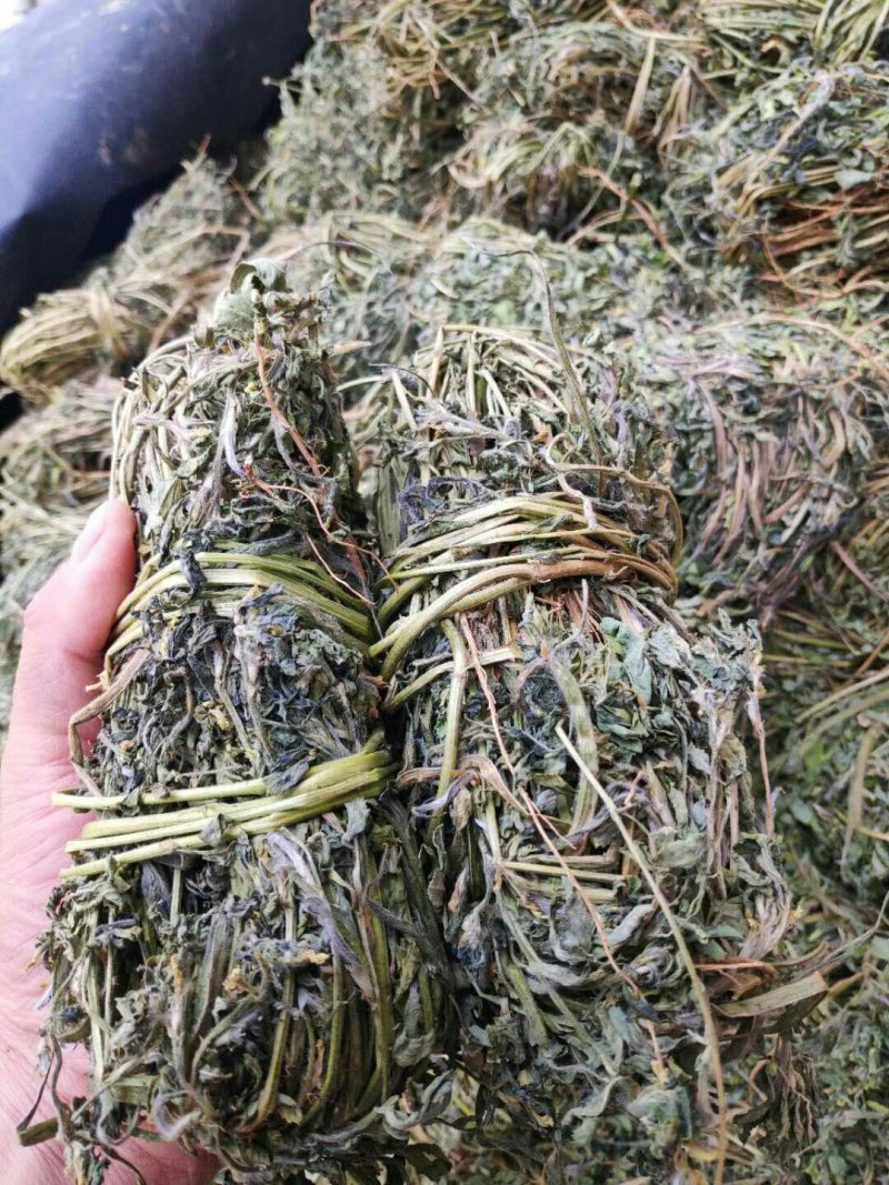 丹凤特产食用香苜蓿基地干货直供