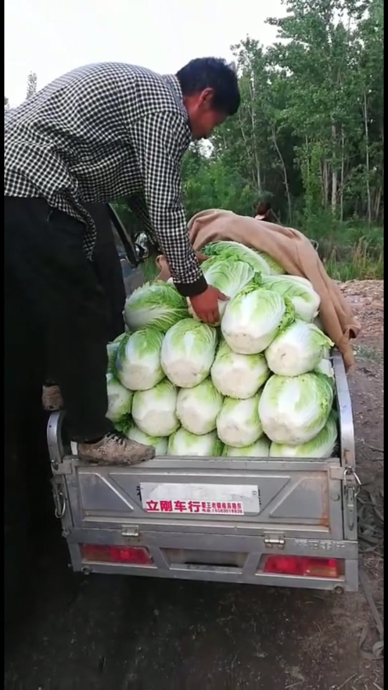 大白菜，量大，质量好。