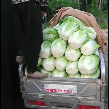 大白菜，量大，质量好。