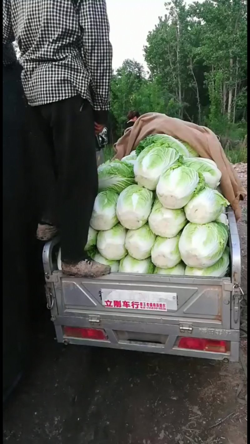 大白菜，量大，质量好。