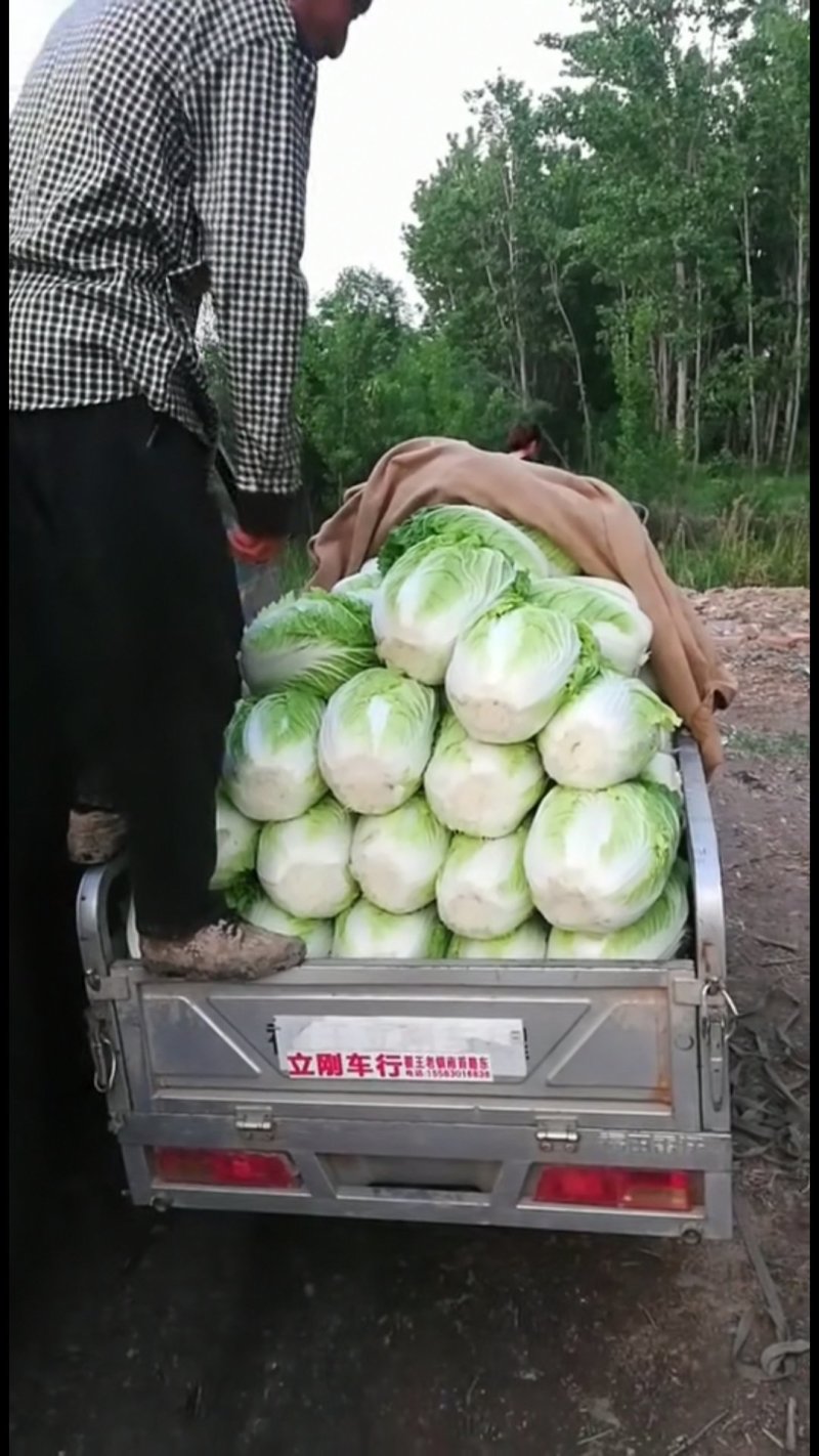 大白菜，量大，质量好。