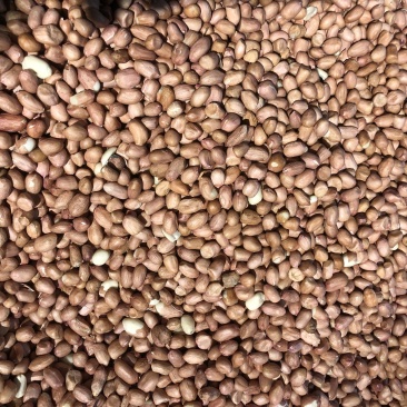 白沙花生米，河南白沙，8筛米，一级优选，一手货源