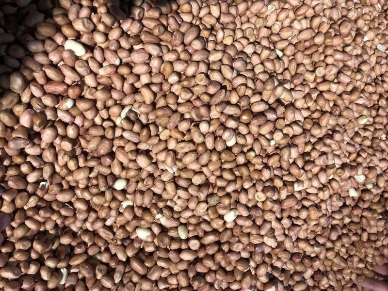 白沙花生米，河南白沙，8筛米，一级优选，一手货源