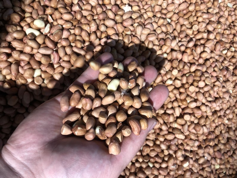 白沙花生米，河南白沙，8筛米，一级优选，一手货源