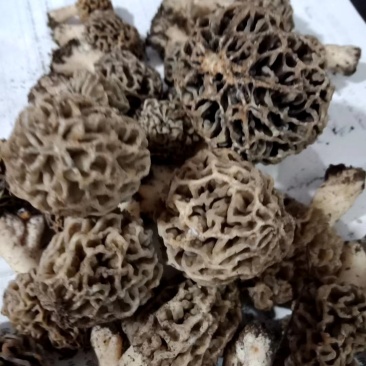 野生菌，羊肚菌