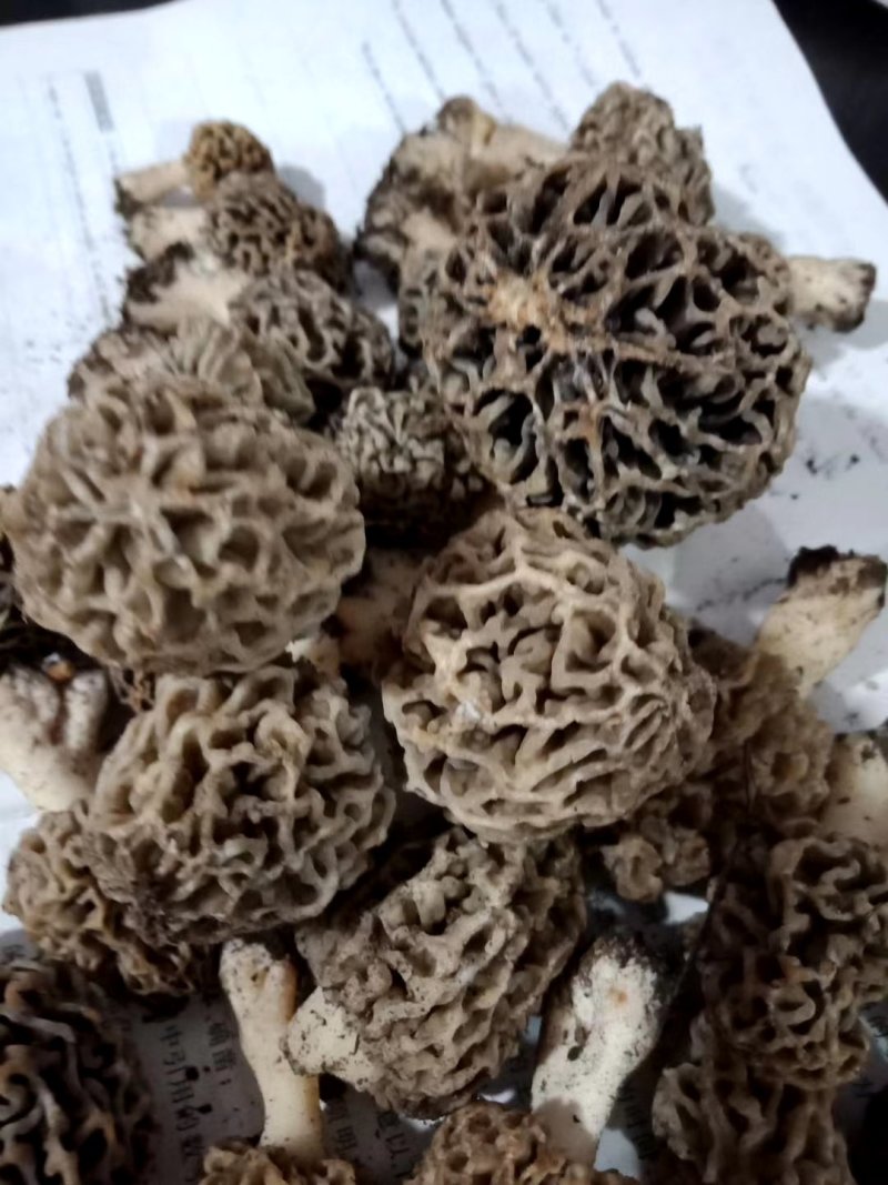 野生菌，羊肚菌