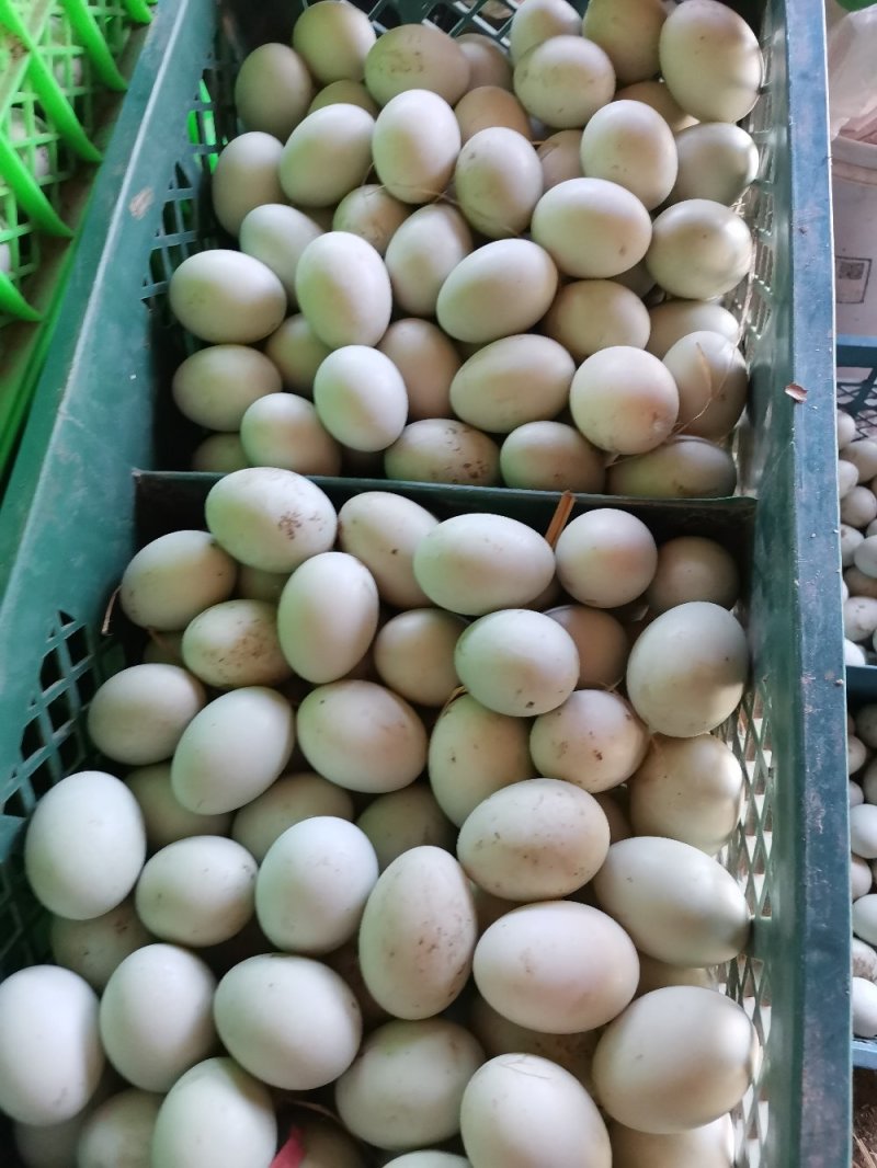 麻鸭种蛋北京填鸭种蛋樱桃谷肉芽种蛋，四喜鸭种蛋，