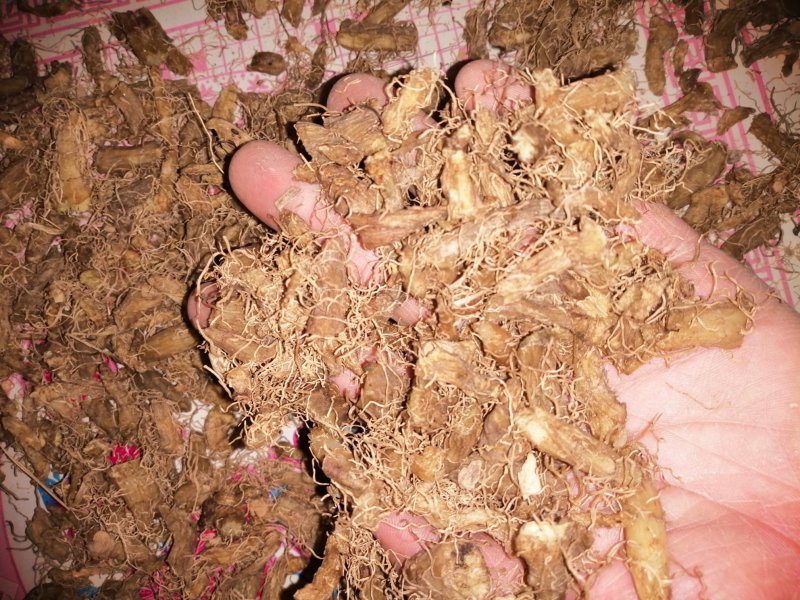 野生玉竹新货