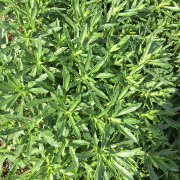 高钙菜、养心菜、救心菜、费菜，现摘现发，保证质量。