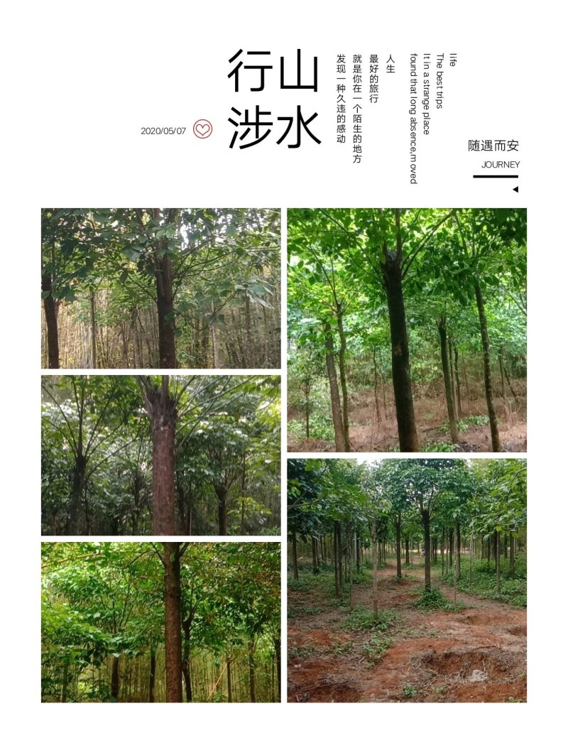 清理三十多亩秋风树长期供应冠幅一至四米