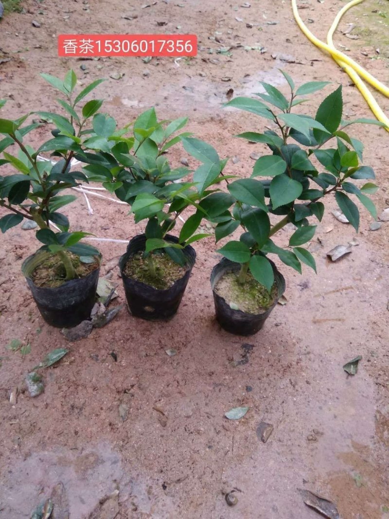 茶花盆栽，品种茶花，茶花苗
