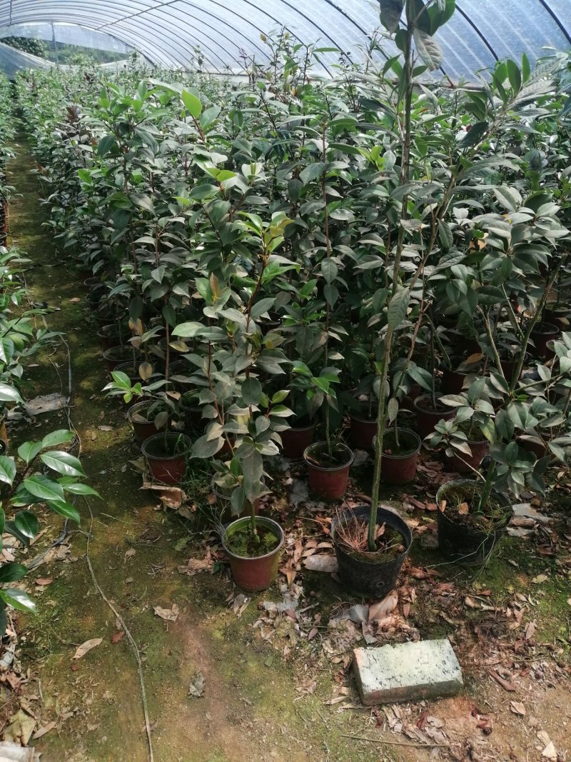 茶花盆栽，品种茶花，茶花苗