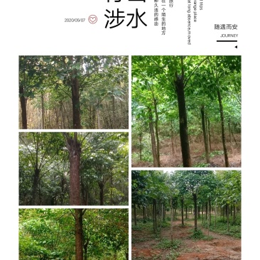 清理三十多亩杀头货秋风树杀头时间一至三年以上