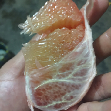 越南翡翠青皮柚正品嫁接苗