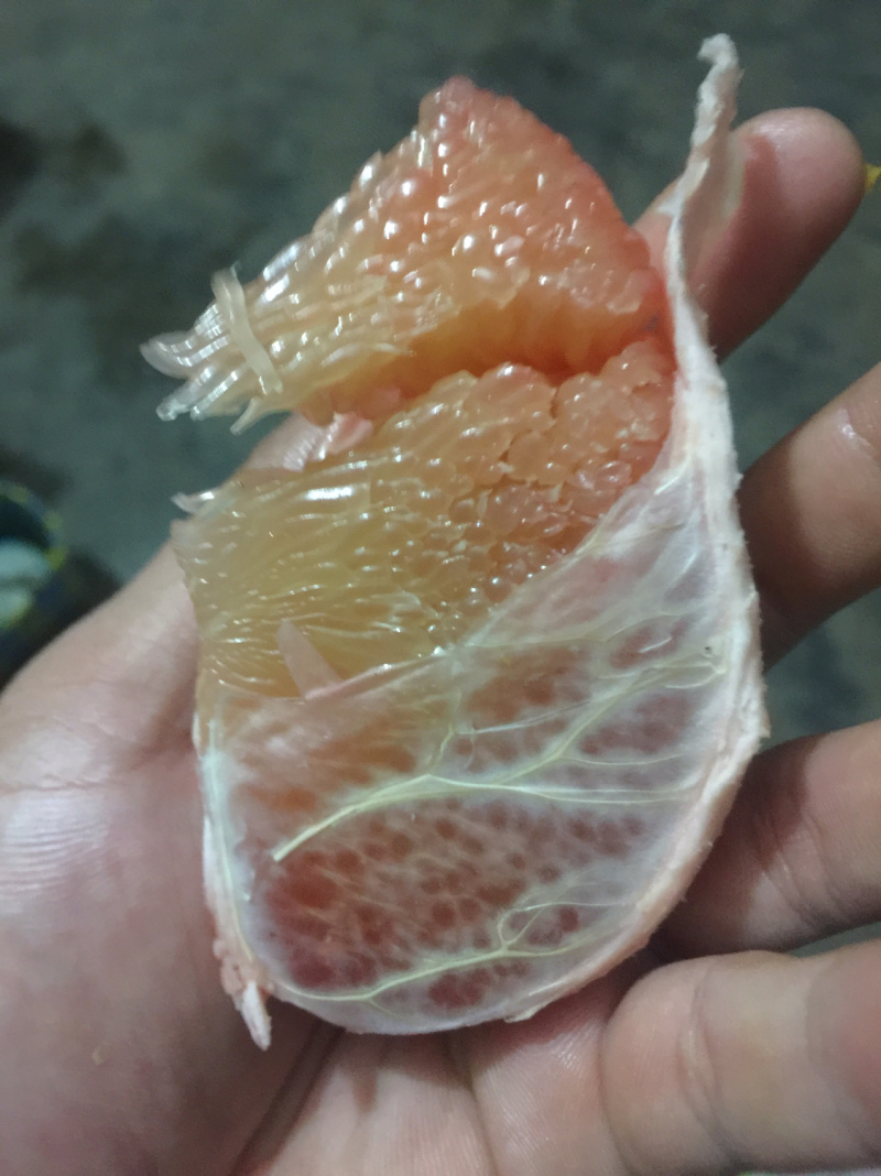 越南翡翠青皮柚正品嫁接苗